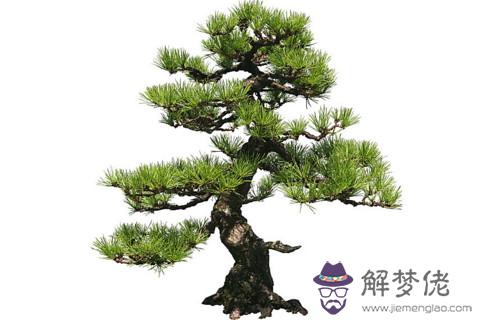 寓意招財進寶的植物 松樹的寓意有沒有招財進寶之意