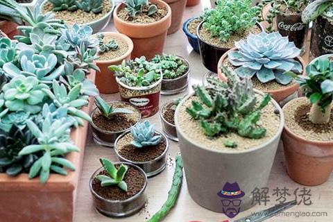 家里植物擺放風水禁忌 客廳盆景擺放風水有講究