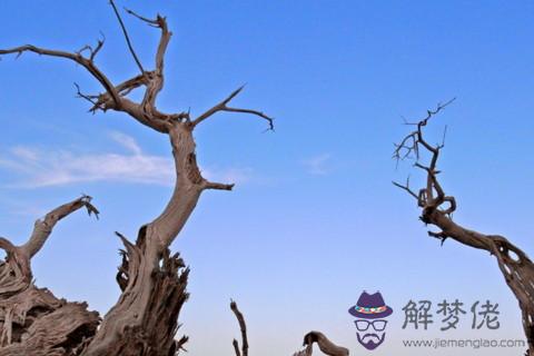 枯樹代表什么 家中有枯樹代表著家運衰敗嗎