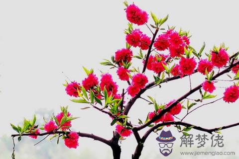 門前有桃樹好嗎 桃樹風水起什么作用