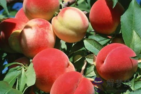 大門左側種桃樹好不好 門前桃樹化解