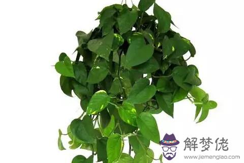 大門口放綠蘿好嗎 風水知識對著門口放綠蘿好嗎