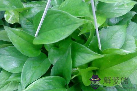 家里綠蘿爬墻好不好 家里養綠蘿破財嗎