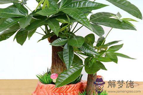 招財樹風水上真的招財么 招財樹的風水作用是什么