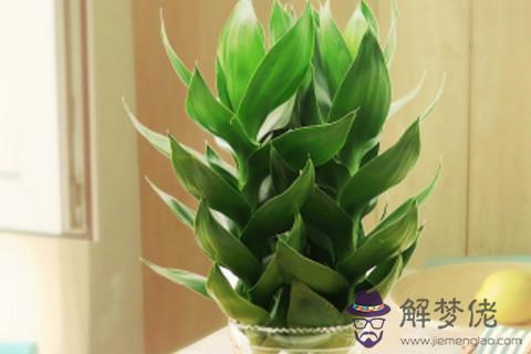 觀音竹寓意是什么意思 觀音竹養幾只最好