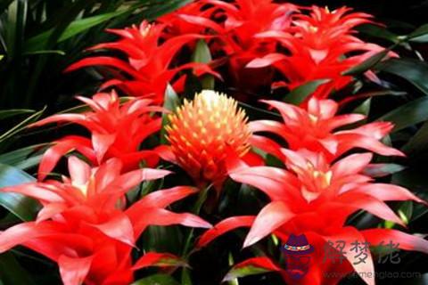 鎮宅之花有哪些 適合室內放的鮮花風水選擇