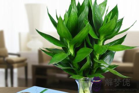 家庭室內植物擺放風水位置 室內綠植擺放風水