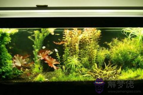 魚缸最佳位置 魚缸的擺放位置有講究