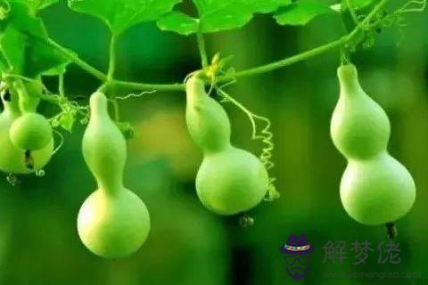 葫蘆在風水上有什么好處 葫蘆在風水中有何妙用