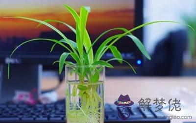 文昌位擺什么植物可以增加好運？(圖文)