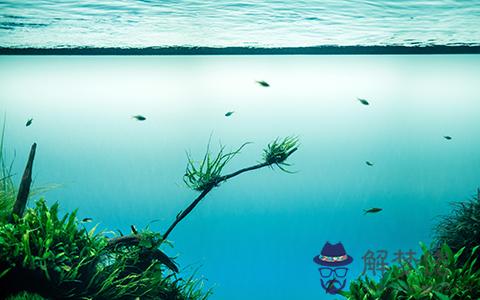 魚缸放在什么位置最好(圖文)