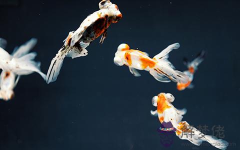 魚缸放在什么位置最好(圖文)