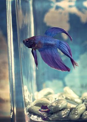 魚缸放在什么位置最好(圖文)