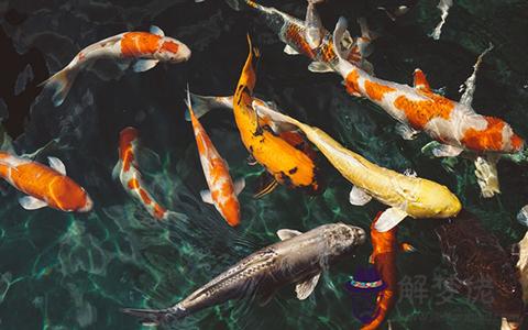 魚缸放在什么位置最好(圖文)