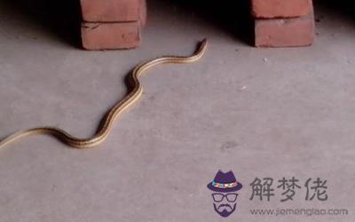 家中有蛇進來有什么風水寓意？(圖文)
