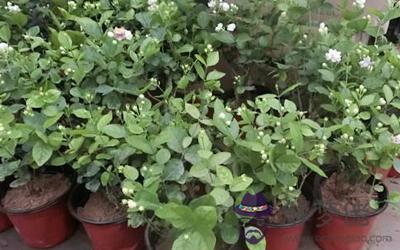 家中老是招來蛇蟲鼠蟻該怎么化解？(圖文)