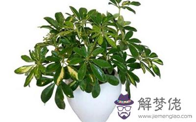 你知道多少種招財風水的樹呢？(圖文)