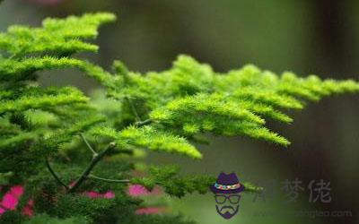 陽臺上種植什么植物會敗壞風水運勢？(圖文)