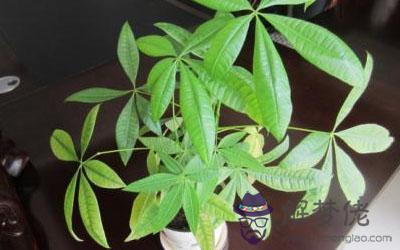 陽臺上種植什么植物會敗壞風水運勢？(圖文)