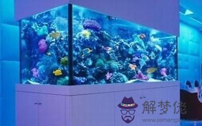 酒店里的水族箱和魚缸到底要怎么擺放？(圖文)