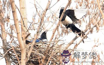 喜鵲筑巢是吉祥之兆嗎？(圖文)