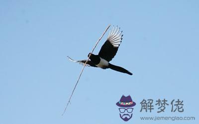喜鵲筑巢是吉祥之兆嗎？(圖文)
