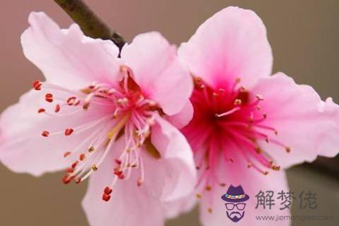 什么是正緣桃花命理沒有正緣桃花怎么辦 解夢佬