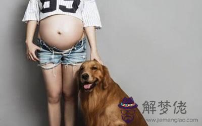 懷孕期間養狗有什么風水問題?(圖文)