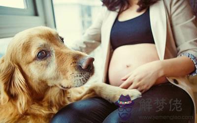 懷孕期間養狗有什么風水問題?(圖文)
