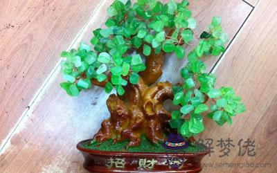 在家中擺招財樹是不是真的能招財?(圖文)