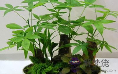 在家中擺招財樹是不是真的能招財?(圖文)