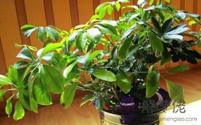 在家中擺招財樹是不是真的能招財?(圖文)