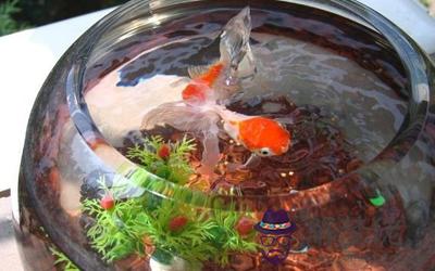 五行火命人養魚有什么風水問題?(圖文)