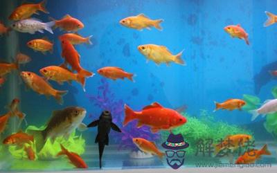 五行火命人養魚有什么風水問題?(圖文)