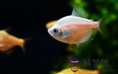 五行火命人養魚有什么風水問題?(圖文)