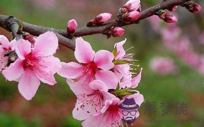 小心 臥室別擺這幾盆花了(圖文)