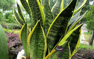 小心 臥室別擺這幾盆花了(圖文)