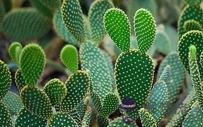 小心 臥室別擺這幾盆花了(圖文)