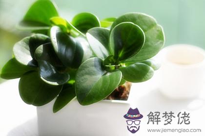 辦公桌上放這個植物能有好的事業運(圖文)
