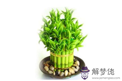 家中擺放什么植物 家里擺放什么植物比較好