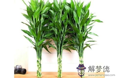 哪些植物適合擺放在室內 最適合室內的植物