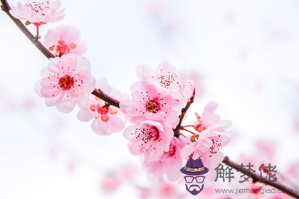 搶占先機 生肖豬9月份風水招桃花之法(圖文)