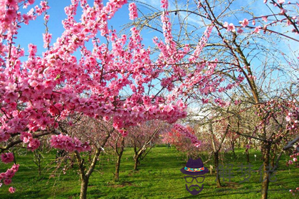 搶占先機 生肖豬9月份風水招桃花之法(圖文)