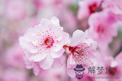 搶占先機 生肖豬9月份風水招桃花之法(圖文)