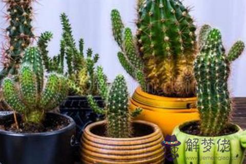 家居植物擺放對身體的影響嗎 看下家居植物擺放宜忌