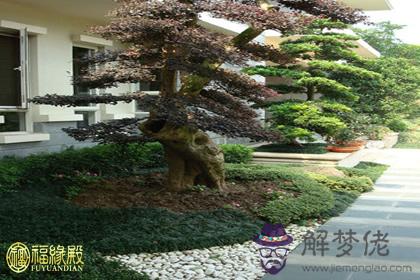 別墅庭院植物綠化的風水禁忌(圖文)
