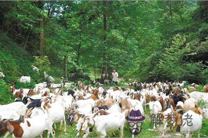 別壞了家居風水 養羊風水禁忌(圖文)