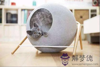 家里的貓窩千萬不能放在這幾個地方(圖文)
