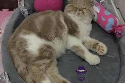 家里的貓窩千萬不能放在這幾個地方(圖文)