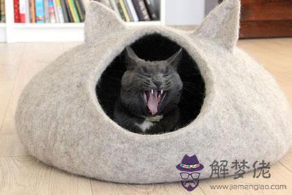 家里的貓窩千萬不能放在這幾個地方(圖文)